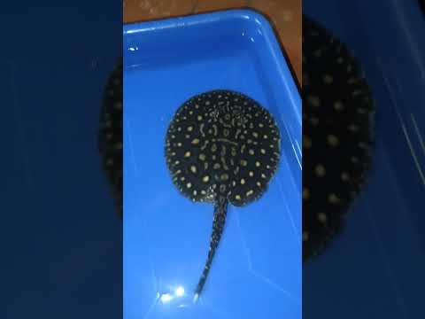 Hybrid stingray 🤩 🌑🌕  @lifestyleaqua  #arowanafish #aquarium #arowanalovers #lifestyleaqua  #fish