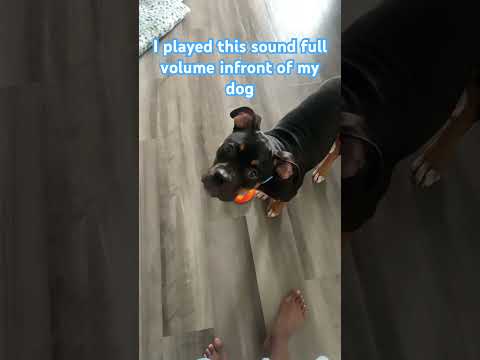 I played this sound at full volume infront of my dog