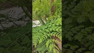 सहजन🌲 पेड़|| moringa plants|| immunity buster plant|| Sanjay Ayurveda