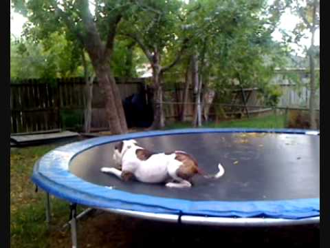 In Which Pit Bull T-Bone Protects His Trampoline From SQUIRRELS & Plays With His Ball