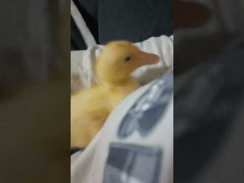 duck :3