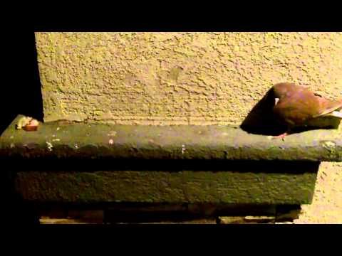 Why is This Pigeon on my Porch?