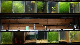🔥 My 10-Gallon Aquarium Rack Setup & More! | Fish Room Tour