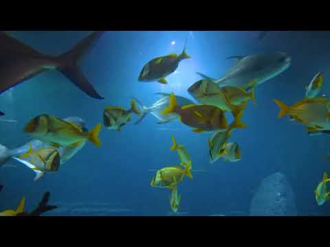 Aquarium. Gentle and strong SLEEP. 4K-VIDEO Relax with Nature.