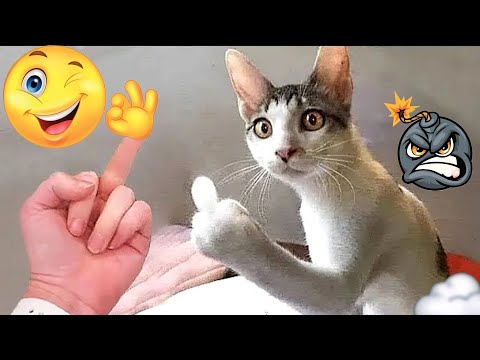 The Best FUNNY ANIMALS VIDEOS of All Time 🤣 Ultra Funny CATS and DOGS videos 2024 #part45