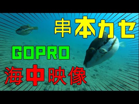 【海中映像】和歌山串本カセ編【魚】