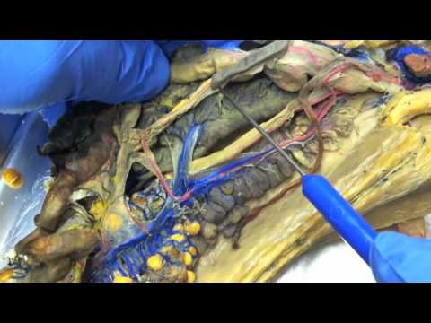 Mudpuppy Circulatory System *Watch in HD!