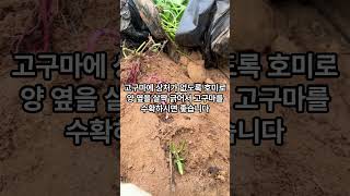 고구마 수확 요령 이렇게 해 보세요 #수확