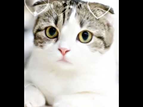 猫ちゃんが可愛過ぎる件♡