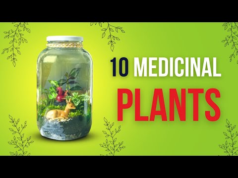 Unlock the Power: 10 Must-Have Medicinal Plants for Your Garden