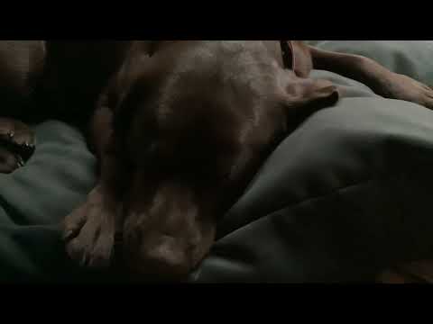Puppy go girl