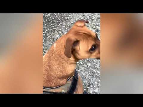 IL CANE CAPISCE CHE LI E’ SEPOLTO IL SUO PAPÀ, IL SUO PIANTO STRAZIANTE E’ COMMOVENTE!!
