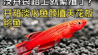 好看而且好养，运输途中没开袋就繁殖了？开箱颜色最丰富的淡水鱼鳉鱼！