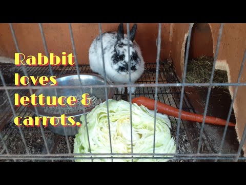 Rabbit eating lettuce and carrot.