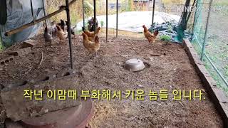 토종닭 키우기