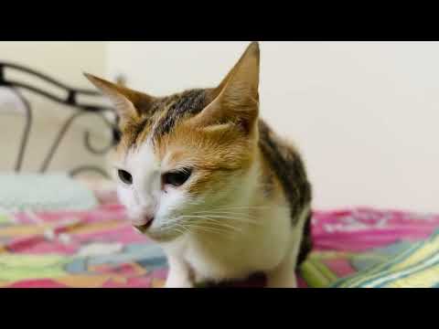 Tiny cat