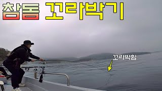 [참돔 꼬라박기] 대물 참돔을 잡고 싶다면 지금 도전하십시요!!(With 돔돔낚시)