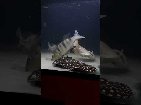 MONSTER FISH FEEDING!