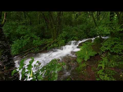 Forest Stream Sounds, Birds Chirping in the Green Forest, ASMR
