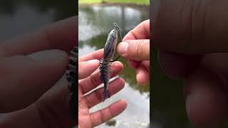 The Berkley Gilly #urbanfloridafishing #fishingtutorial #fishinghowto #howtorigaswimbait #fishing