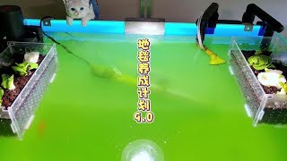 绿地毯养成计划9.0 #鱼缸里的大自然 #水族 #观赏鱼 #绿藻
