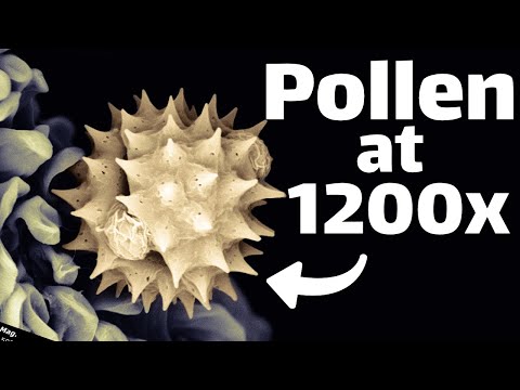 Goldenrod inside an Electron Microscope