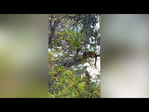 Mountain lion cub shares a branch with a squirrel in Santa Clarita