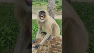 Hanuman Ji Love U