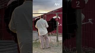 This would make me feel so special 🤩 #afv #funnyvideos #shorts