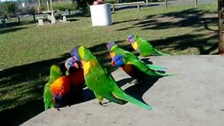 Rainbow lorikeets / オーストラリアのゴシキセイガイインコ