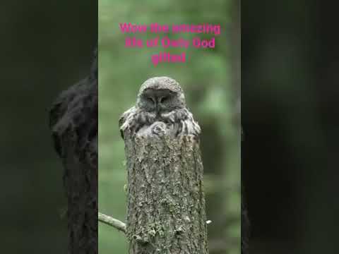 #music #cover #live #onedirection #nature #naturebeats #animals