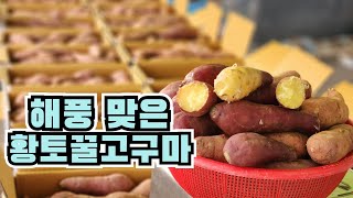 태안에서 황토 꿀 고구마 산지직거래 라이브. #산지마켓 #산지직송 #산지직거래 #고구마 #황토꿀고구마