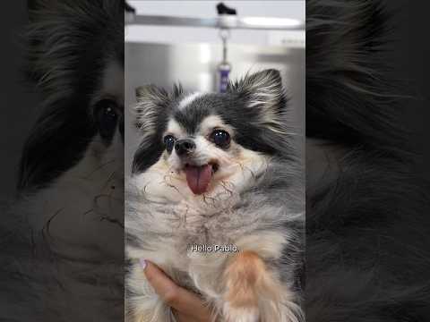 Are Chihuahuas really the worst dogs?