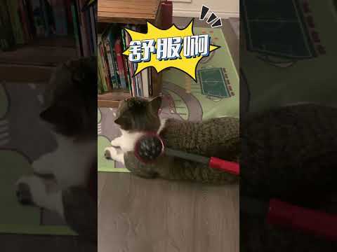 见过有这种癖好的猫吗？Have you ever seen a cat with this?