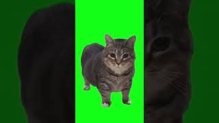 Spinning Cat 🐈 Oia Oia Cat Original from @Oiacat on TikTok 😁