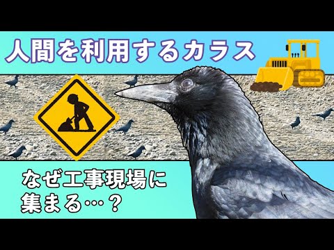 カラスはやっぱり頭がいい