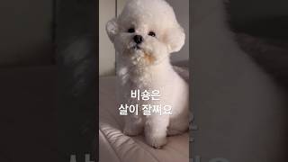 나 털 뚱뚱이야 ~~~~ #cutedog #비숑프리제 #강형욱 #강아지브이로그 #cutedog