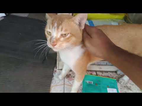 petting a Cute cat | Orange cat |