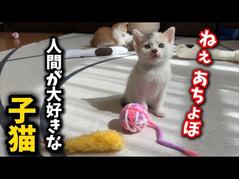 This kitten is so cute, it keeps coming to its human even when its siblings are asleep