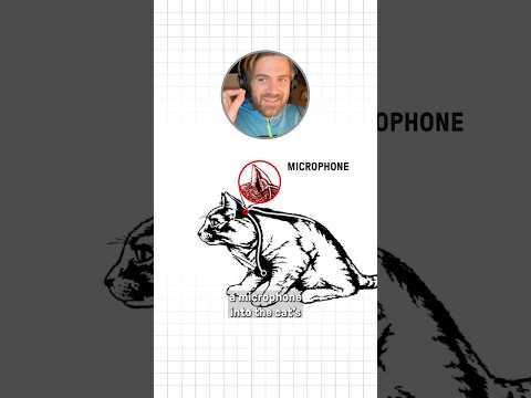 The CIA Used Kittens as...SPIES?