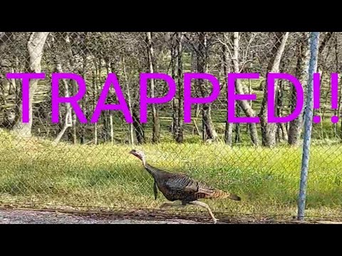 How to make a Turkey Trap