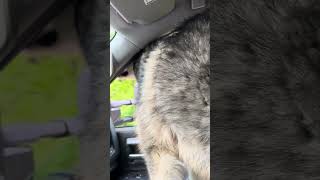 Alaskan Malamute Dog Loves Truck Rides #husky #dog #truck #puppy #shorts #fun
