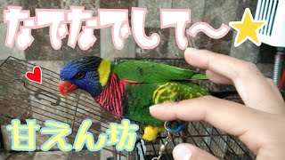 ゴシキセイガイインコが人に慣れるまで...☆現在はお腹をみせる程 甘えん坊です♪