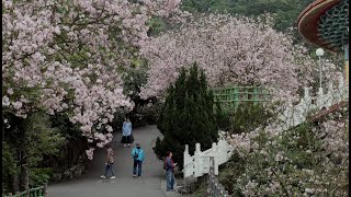 2021 淡水 天元宮 櫻花季 吉野櫻花開 Cherry Blossoms in Tamsui ,TAIWAN 4k
