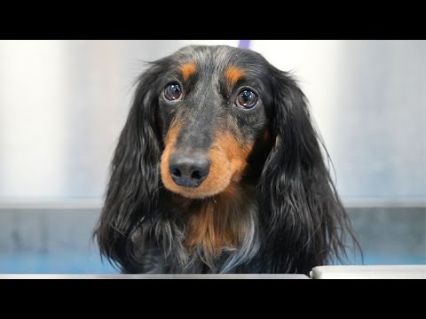 The Wild Wiener: A National Groomographic Special