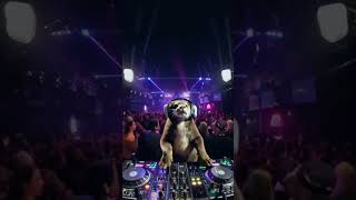「次の曲は特別な一曲だよ、楽しんで！」 #animal #dj #edm