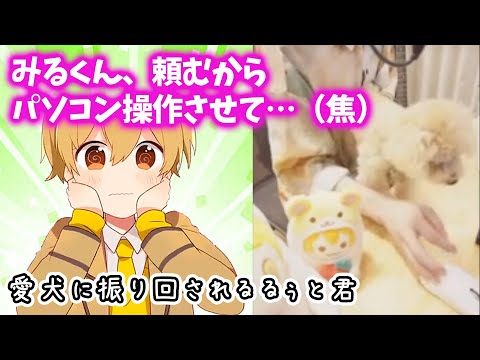 配信をしていたるぅと君、愛犬みるくんを連れてくるも大暴れWWWW【すとぷり文字起こし】【るぅと/切り抜き】