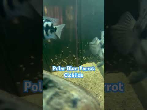 #cichlid #plantedtank #fatherfish #naturalaquarium #fishkeeping #fishbreeding