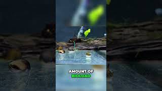 Aquarium Snails: The Ultimate Clean-Up Crew You Need!