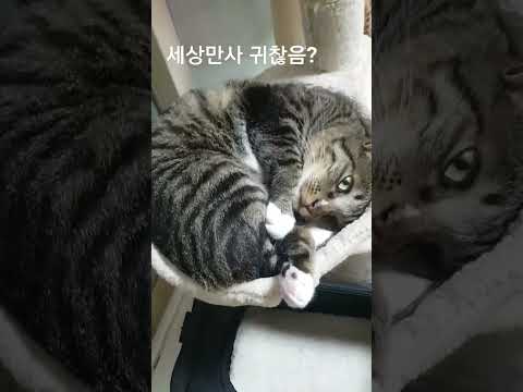 다 귀찮은표정의 고양이